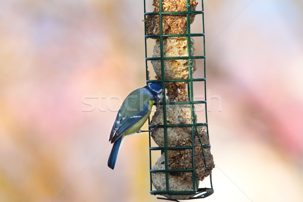 Blue Tit Feeding On Lard Stock Photo C Coroiu Octavian Taviphoto