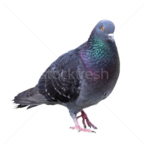 feral pigeon over white background Stock photo © taviphoto