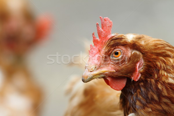 Stock photo: portrait of a brown hen