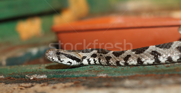 vipera palaestinae in a terrarium Stock photo © taviphoto