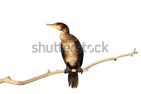 Stock photo: isolated great cormorant