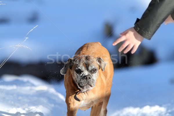 Boxer câine funcţionare mana omului vechi femeie Imagine de stoc © taviphoto