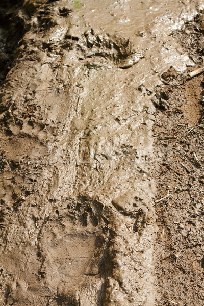 Orso bruno fango selvatico montagna Romania orso Foto d'archivio © taviphoto