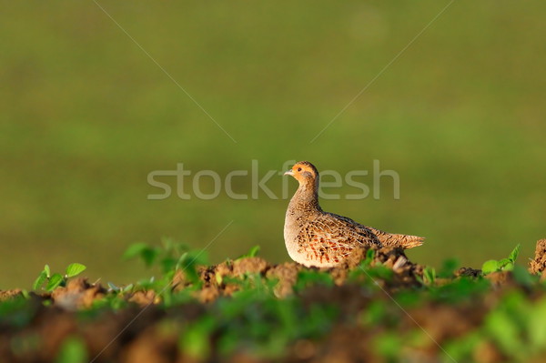 grey partridge on plowed field Stock photo © taviphoto