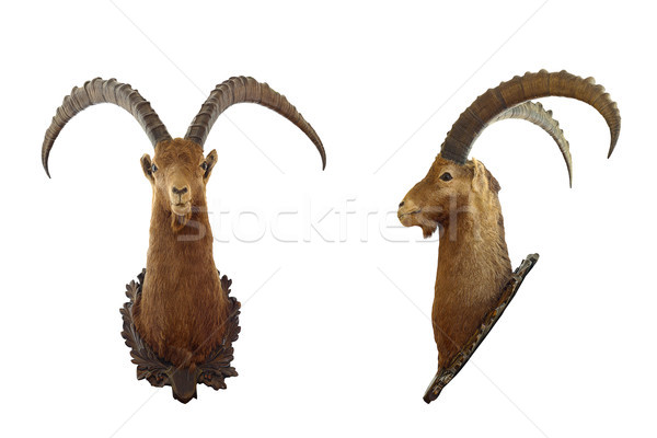 isolated alpine ibex hunting trophy Stock photo © taviphoto