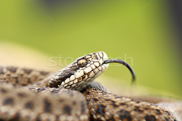 rare meadow viper portrait Stock photo © taviphoto