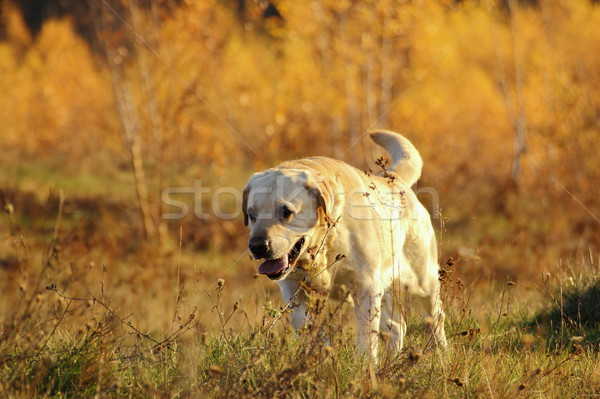 hunting dog in the forest Stock photo © taviphoto