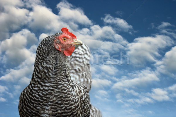 striped hen blue sky scenic Stock photo © taviphoto