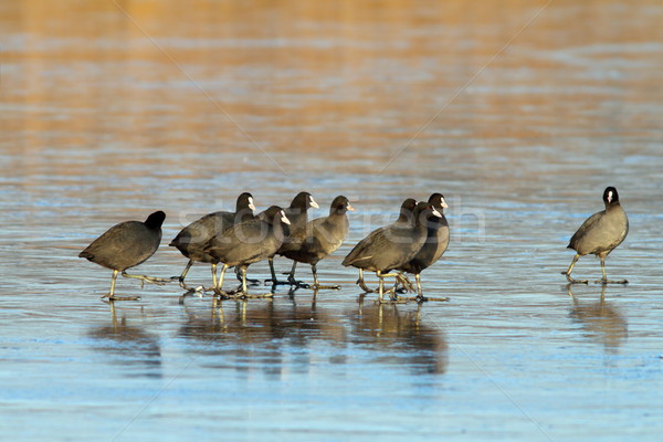 flock of coots walking on frozen lake Stock photo © taviphoto