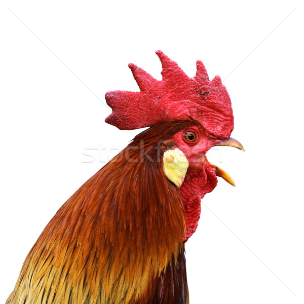 isolated singing rooster Stock photo © taviphoto