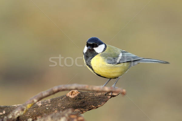 Groß tit verschwommen stehen Frühling Garten Stock foto © taviphoto