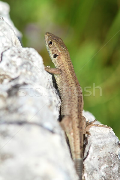 lacerta viridis  juvenile  Stock photo © taviphoto