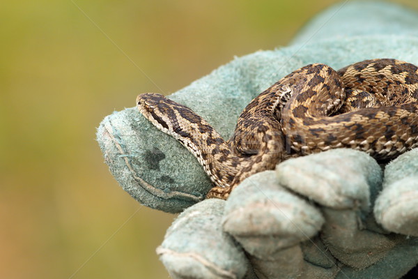beautiful meadow viper on glove Stock photo © taviphoto