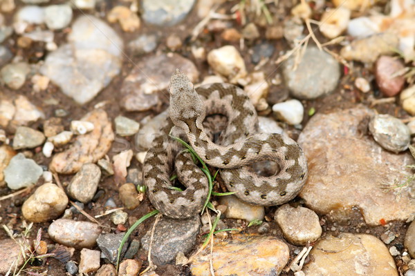 young european sand viper camouflage Stock photo © taviphoto