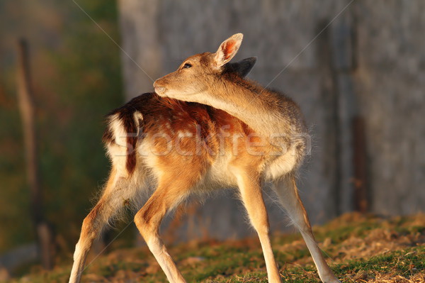 fallow deer calf scratching Stock photo © taviphoto