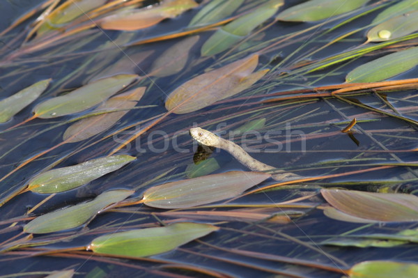 Dados serpente água natureza onda pele Foto stock © taviphoto