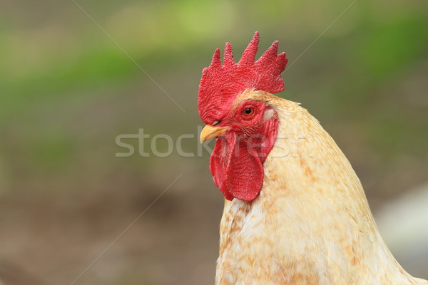portrait of a white rooster Stock photo © taviphoto