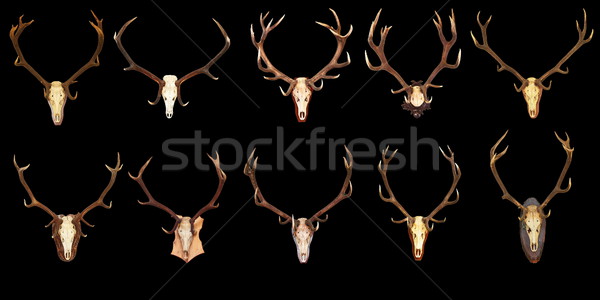 large collection of hunting trophies on black background Stock photo © taviphoto
