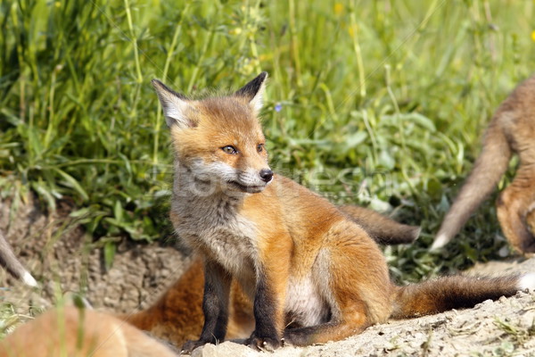Européenne Fox printemps visage herbe heureux Photo stock © taviphoto