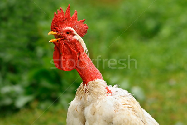 shaggy rooster portrait Stock photo © taviphoto