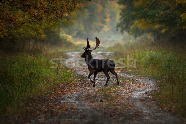 Hirsch buck Wald Straße Morgengrauen Stock foto © taviphoto