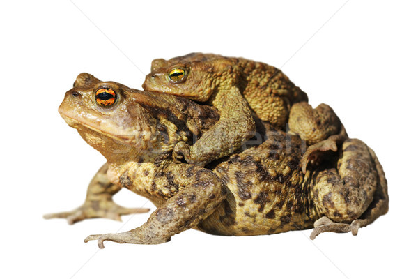 mating toads over white Stock photo © taviphoto