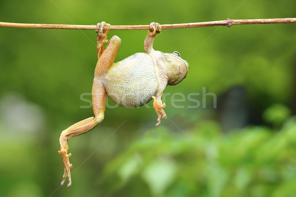 green tree frog climbing on twig Stock photo © taviphoto