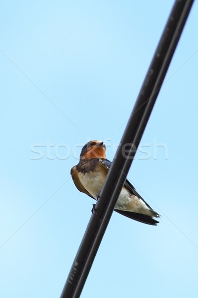 barn swallow standing on an electric cable Stock photo © taviphoto