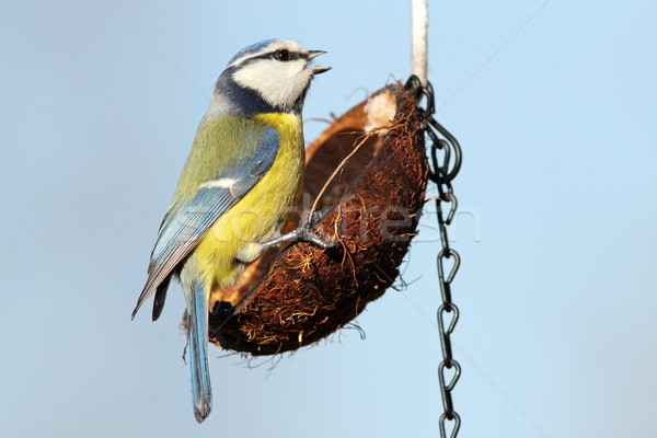 Piccolo giardino uccello fame blu tit Foto d'archivio © taviphoto