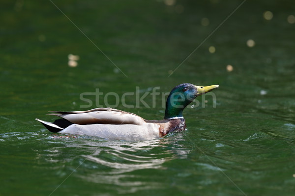 wild duck raising its head from water Stock photo © taviphoto