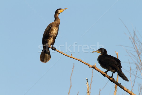 Stock photo: two great cormorants on branch