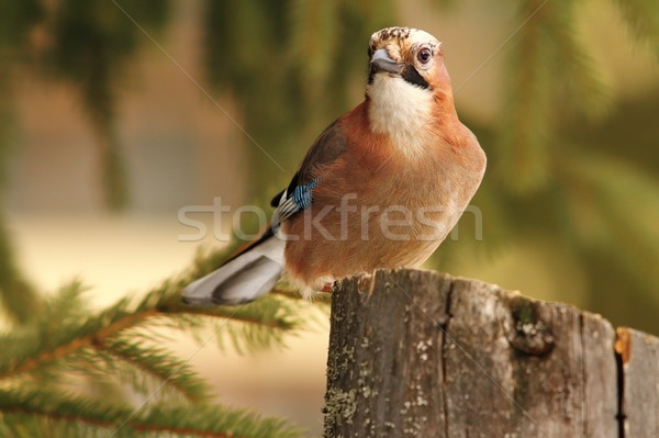 eurasian jay looking towards camera Stock photo © taviphoto