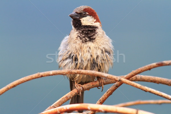 male house sparrow perched on twigs Stock photo © taviphoto