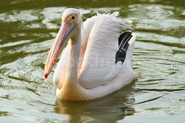 great pelican on the water Stock photo © taviphoto