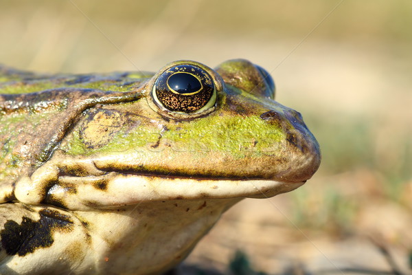 macro portrait of common marsh frog Stock photo © taviphoto