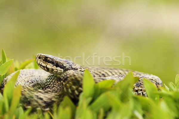 female meadow adder, hiding in grass Stock photo © taviphoto