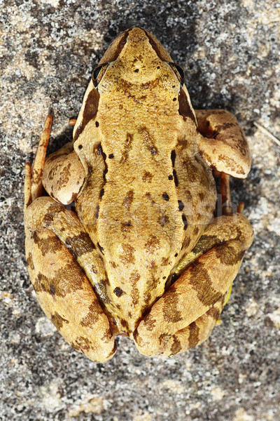 棕色 青蛙 岩 歐洲的 常設 商業照片 © taviphoto