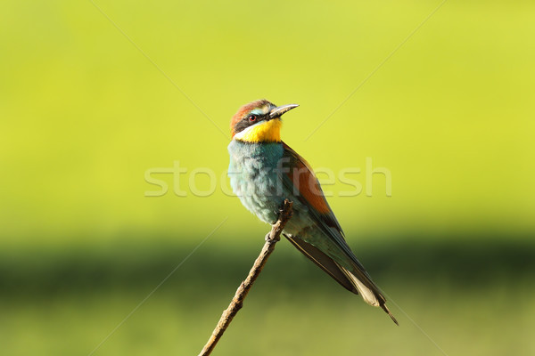 european bee eater perched on twig Stock photo © taviphoto