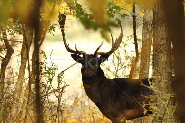 fallow deer buck closeup in the wild Stock photo © taviphoto