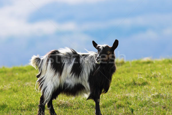 mottled goat on green lawn Stock photo © taviphoto