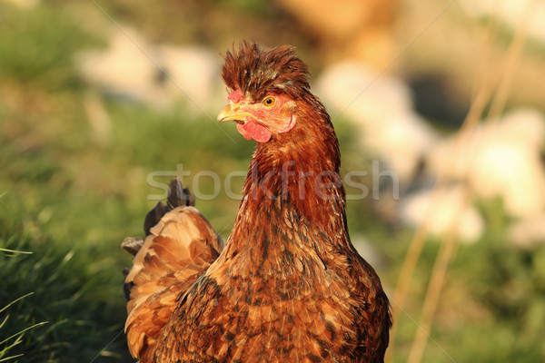 Foto stock: Retrato · engraçado · galinha · marrom · doméstico · pássaro
