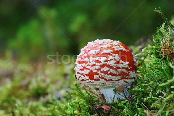 red fly agaric on forest ground Stock photo © taviphoto