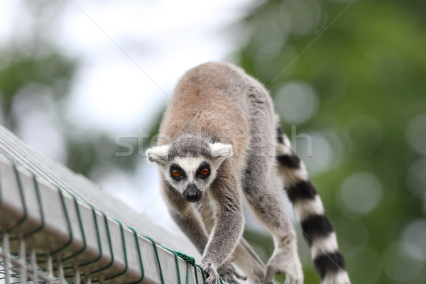 ring tailed lemur close up Stock photo © taviphoto