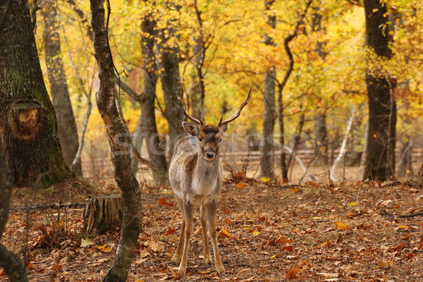 fallow deer in the forest Stock photo © taviphoto