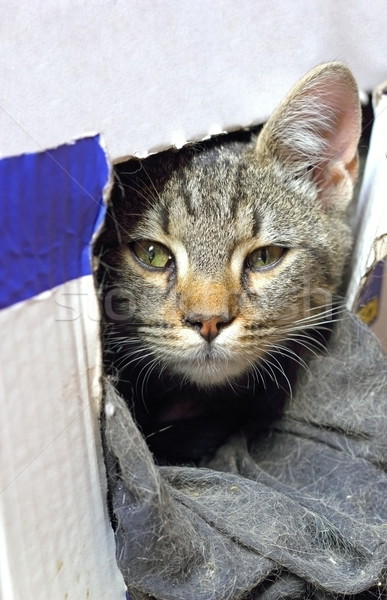 Foto stock: Gato · cartão · caixa · retrato · bebê · ocultação