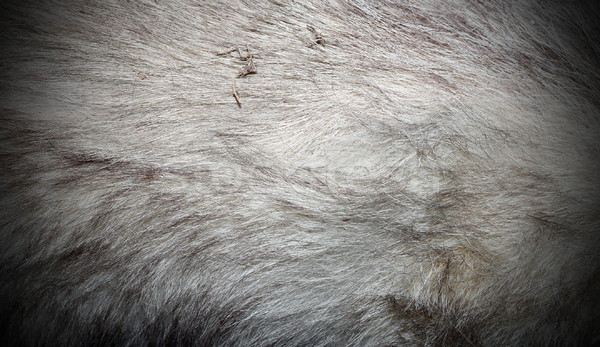 european wolf fur Stock photo © taviphoto
