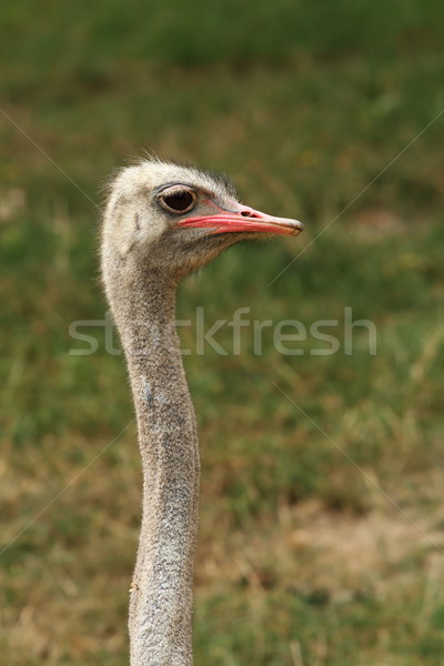 ostrich long neck Stock photo © taviphoto