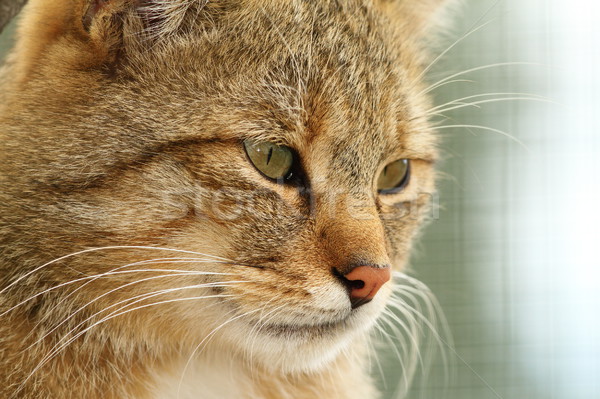 Stock photo: portrait of european wildcat