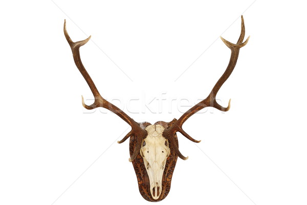 majestic red deer stag hunting trophy Stock photo © taviphoto