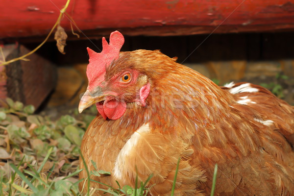 母雞 農場 穀倉 常設 戶外 圖片 商業照片 © taviphoto